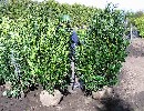Prunus lauroc.'Herbergii'